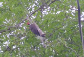 Woodpecker Gardener